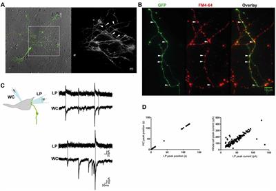 Heterogeneous Signaling at GABA and Glycine Co-releasing Terminals